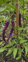 Load image into Gallery viewer, Piment Buena mulata
