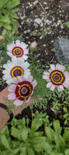 Load image into Gallery viewer, Chrysanthème à Carène
