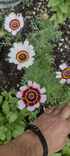 Load image into Gallery viewer, Chrysanthème à Carène
