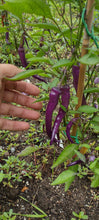 Load image into Gallery viewer, Piment Buena mulata
