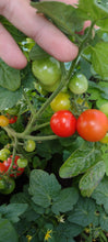 Load image into Gallery viewer, Tomate Micro-naine Minibell
