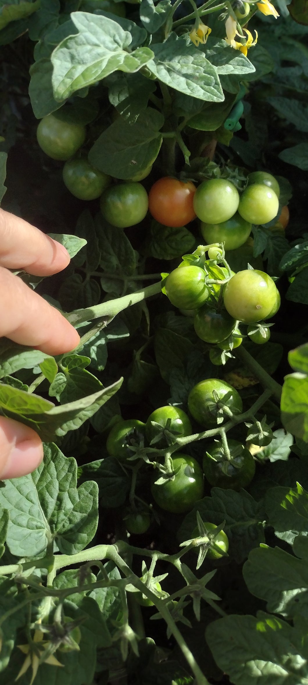 Tomate Micro-naine Monetka