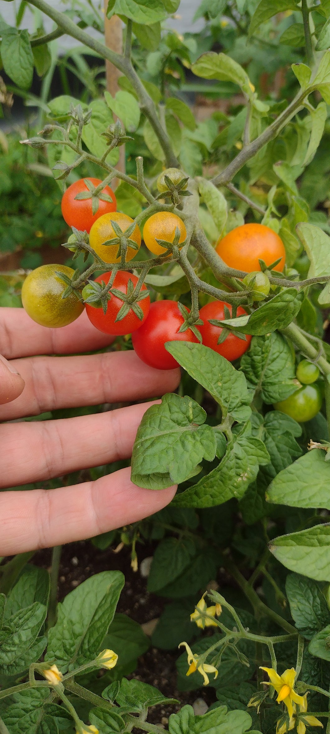 Tomate Micro-naine vilma