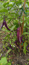 Load image into Gallery viewer, Piment Buena mulata
