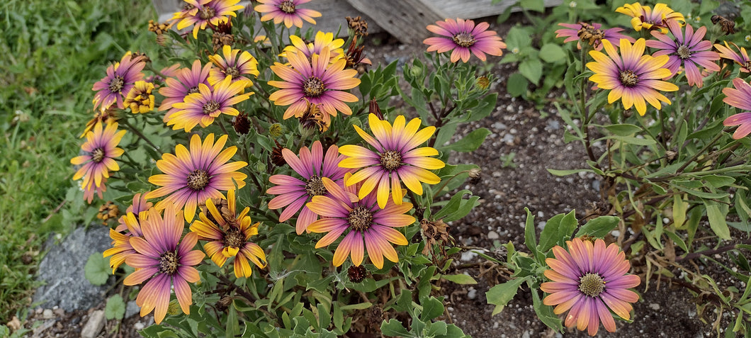 Marguerite du cap orange et mauve