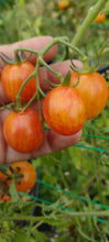 Load image into Gallery viewer, Tomate sunrise bumblebee
