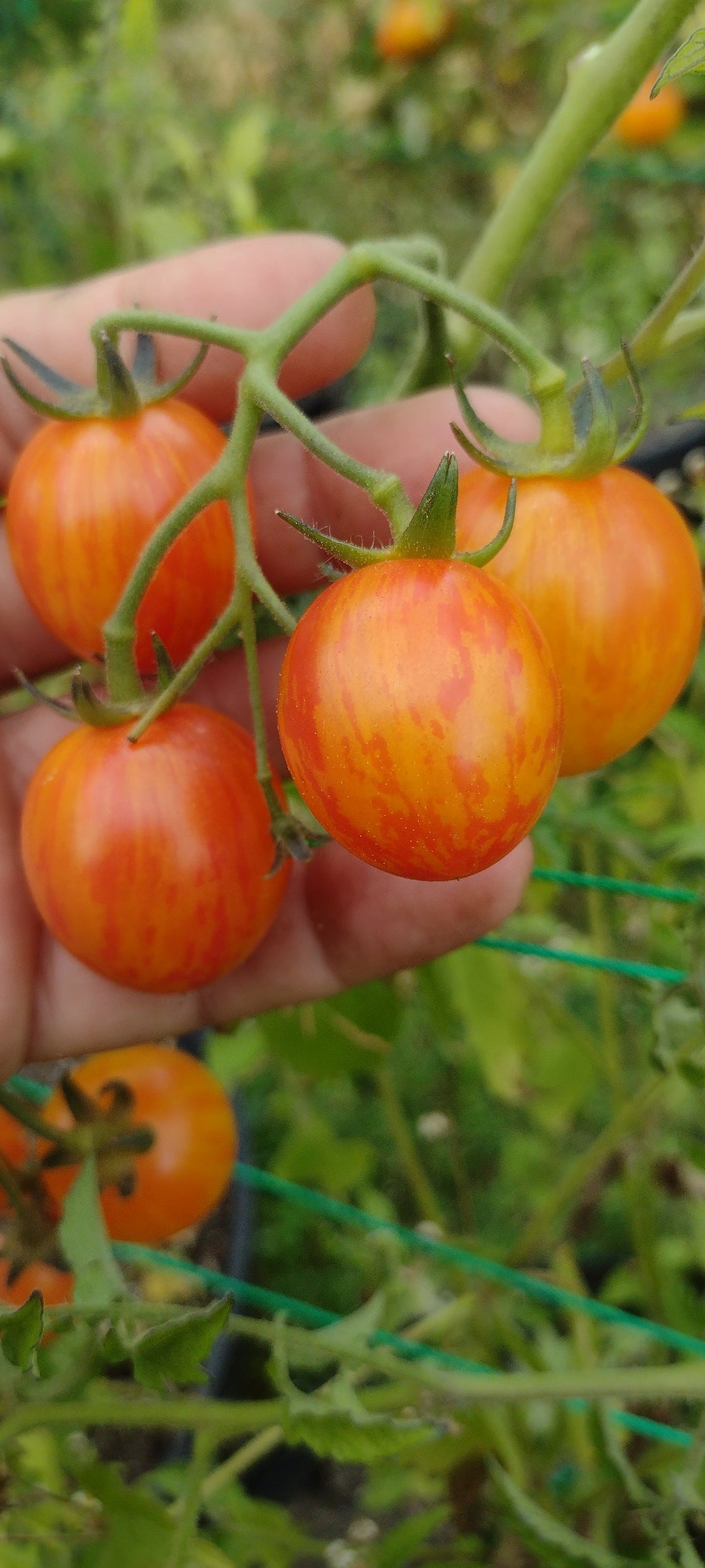Tomate sunrise bumblebee
