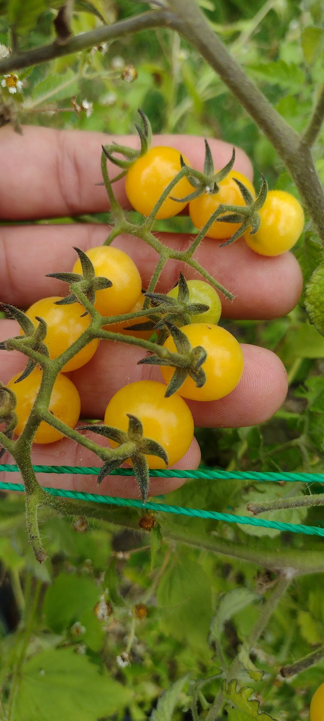 Tomate Groseille jaune
