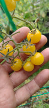 Load image into Gallery viewer, Tomate Groseille jaune
