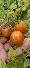 Load image into Gallery viewer, Tomate sunrise bumblebee
