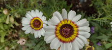 Load image into Gallery viewer, Chrysanthème à Carène
