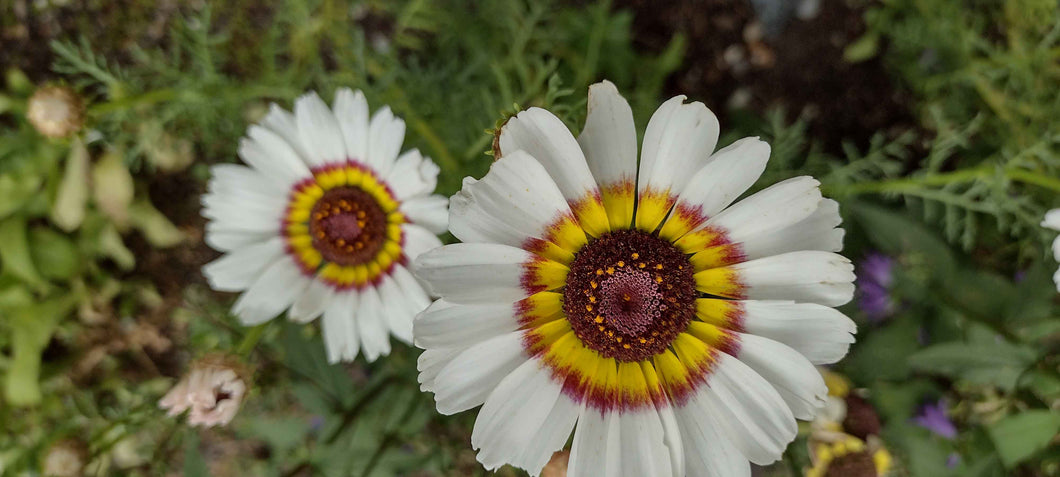 Chrysanthème à Carène