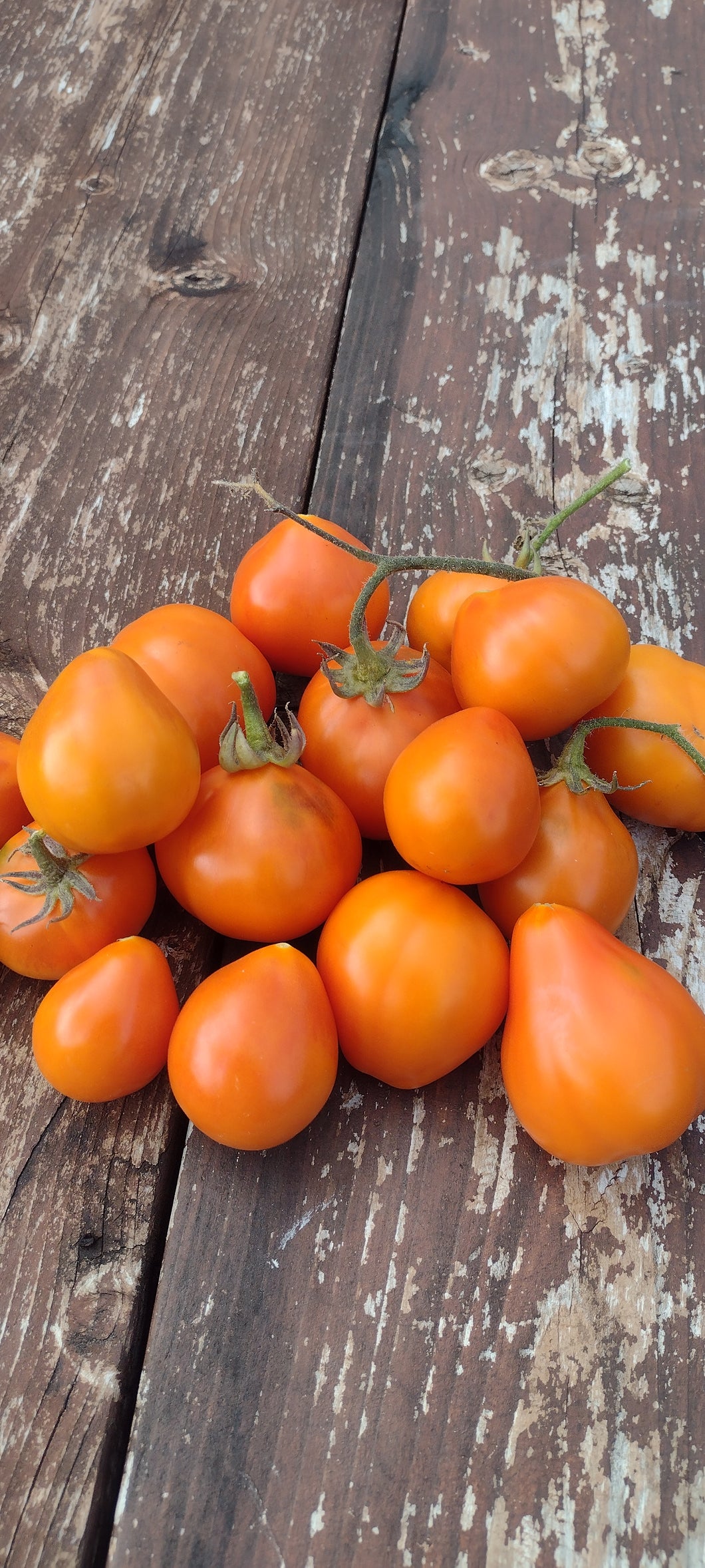 Tomate poire orange géante