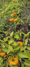 Load image into Gallery viewer, Piment Jamaicain Jaune
