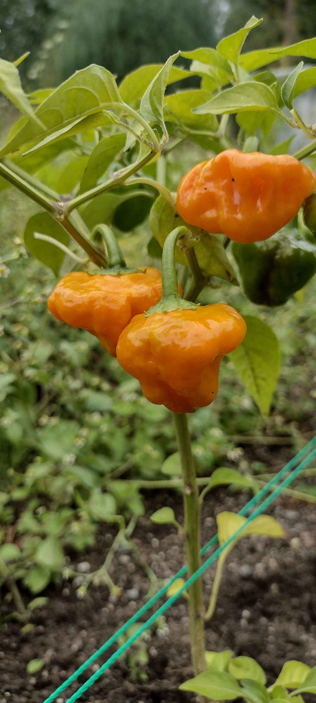 Piment Jamaicain Jaune