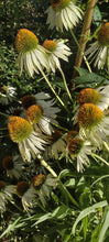 Load image into Gallery viewer, Échinacée blanche
