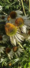 Load image into Gallery viewer, Échinacée blanche
