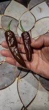 Load image into Gallery viewer, Piment Éthiopian brown berbere
