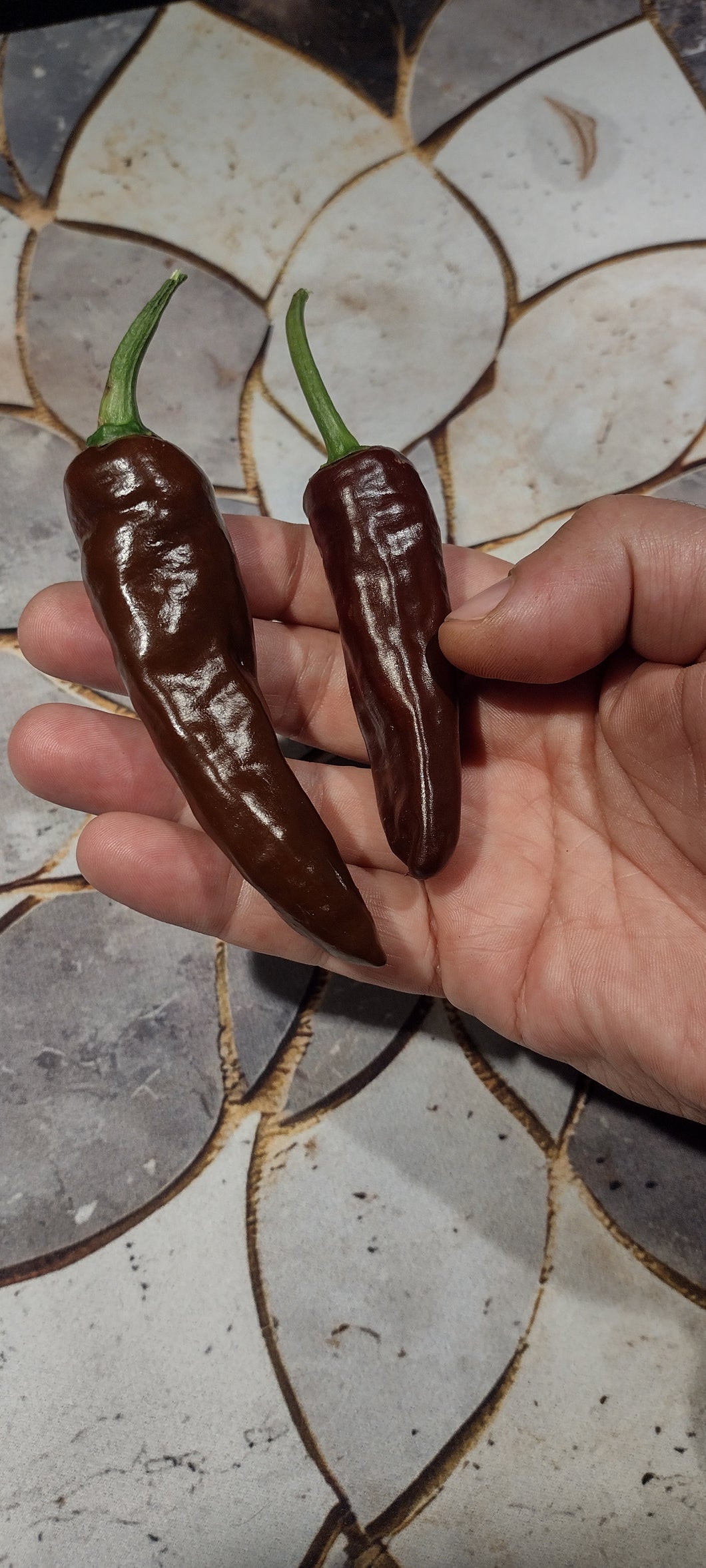 Piment Éthiopian brown berbere