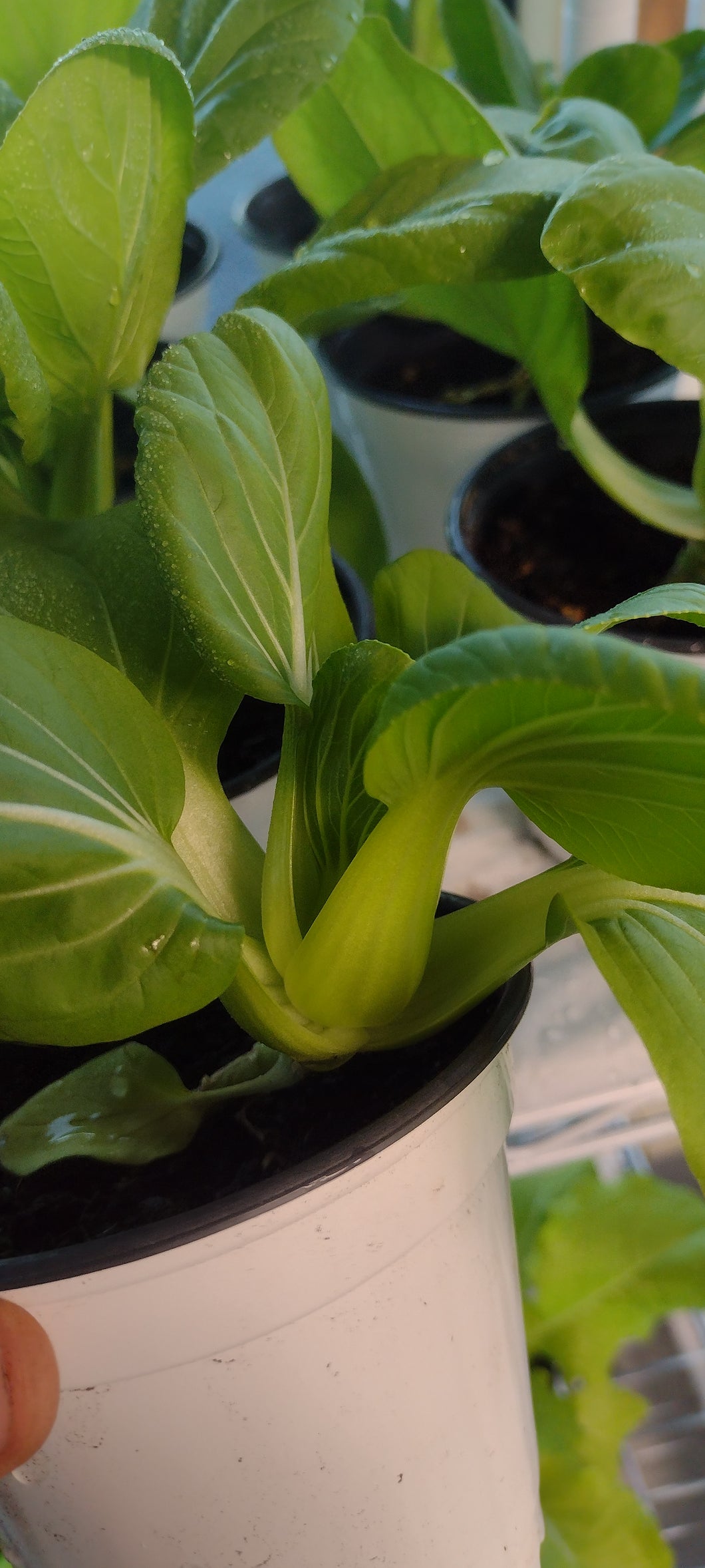 Chou chinois bébé pak-choi shanghai