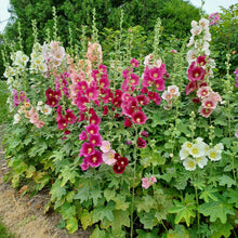 Load image into Gallery viewer, Rose trémière couleur mixte
