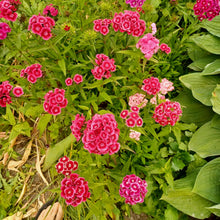 Load image into Gallery viewer, Œillet de poète
