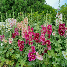 Load image into Gallery viewer, Rose trémière couleur mixte
