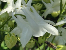 Load image into Gallery viewer, White Columbine
