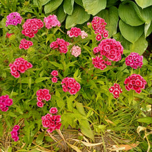 Load image into Gallery viewer, Œillet de poète
