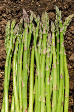 Load image into Gallery viewer, Mary Washington Asparagus
