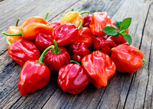Load image into Gallery viewer, Habanero Pepper

