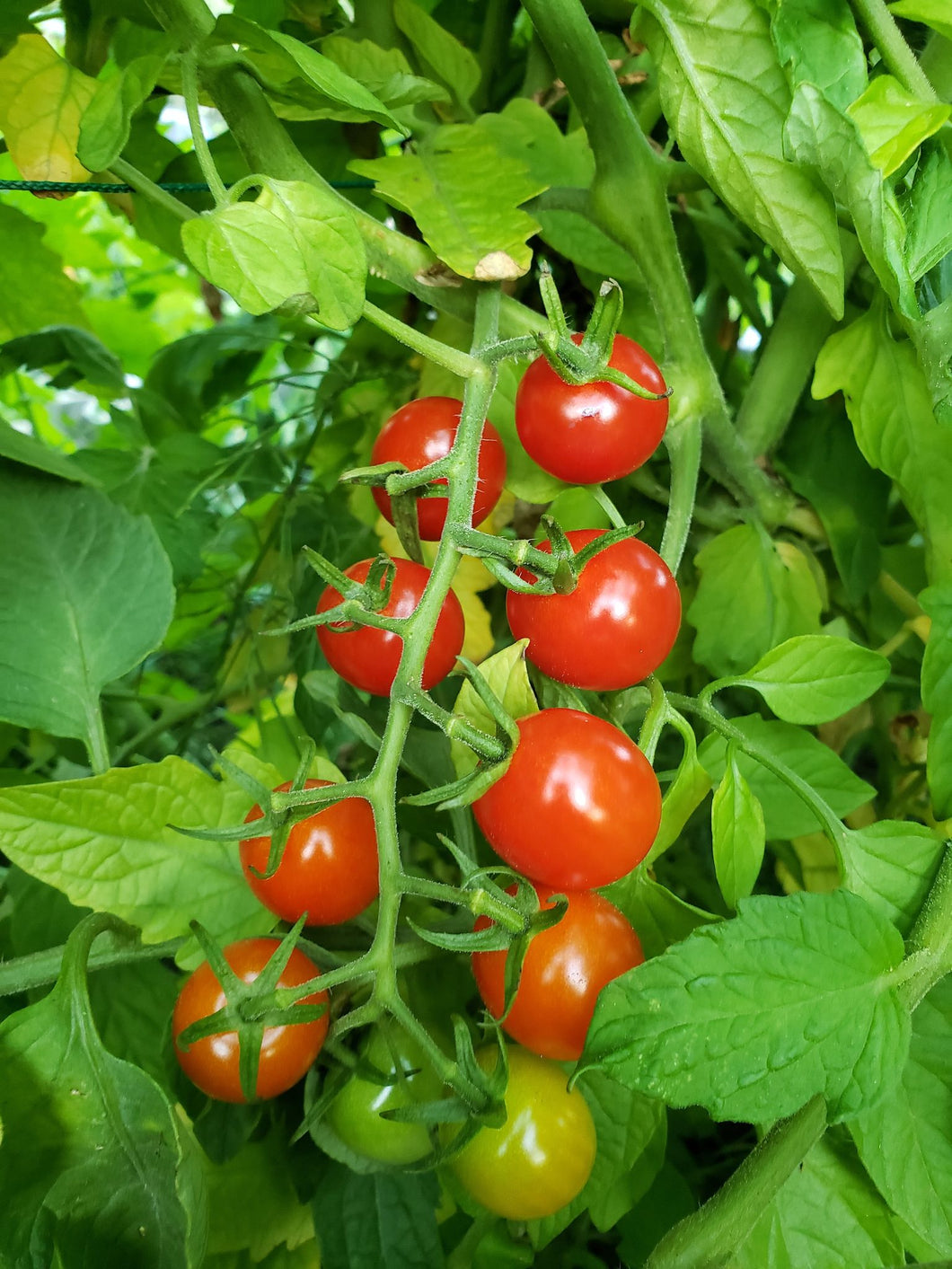 Small Red Cherry Tomato