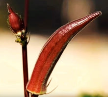 Load image into Gallery viewer, Burgundy Red Okra
