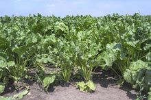 Load image into Gallery viewer, White Sugar Beet
