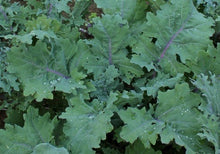 Load image into Gallery viewer, Russian Red Kale
