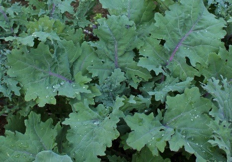 Russian Red Kale