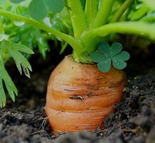 Load image into Gallery viewer, Chantenay Carrot
