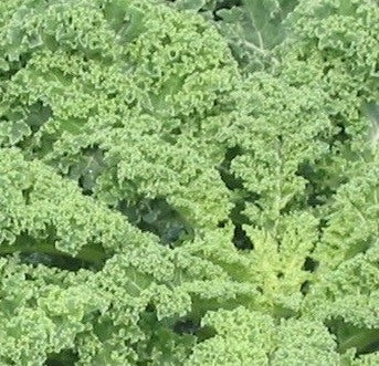 Siberian Kale