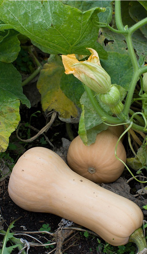 Courge Butternut Waltham