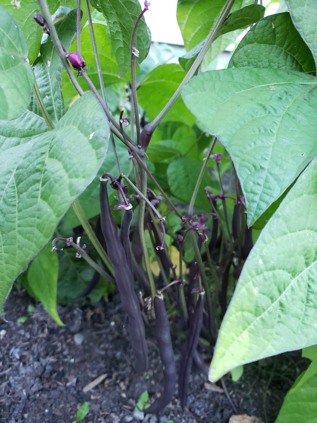 Purple Royal Bean
