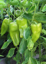 Load image into Gallery viewer, Cubanelle Pepper
