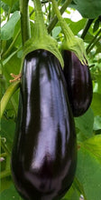 Load image into Gallery viewer, Black Beauty Eggplant
