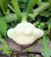 Load image into Gallery viewer, Pattypan Squash
