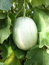 Load image into Gallery viewer, Honeydew Melon
