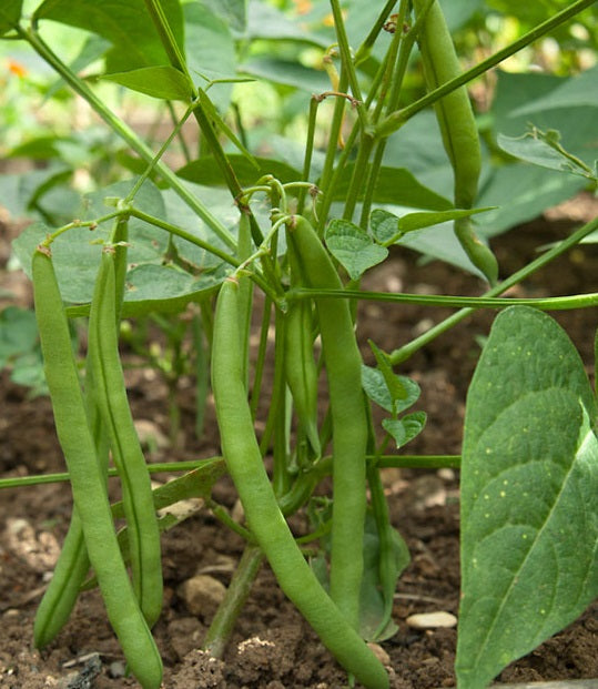 Haricot Vert Blue Lake Pole