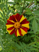Load image into Gallery viewer, Oeillet d’Inde grand arlequin – marigold rayée
