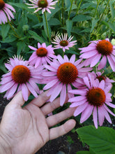 Load image into Gallery viewer, Purple Coneflower

