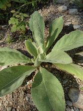 Load image into Gallery viewer, Common Mullein
