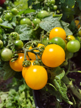 Load image into Gallery viewer, Yellow Birdie Micro-Dwarf Tomato
