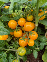 Load image into Gallery viewer, Orange Hat Micro-Dwarf Tomato
